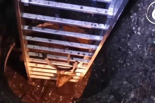 В Сочи сотрудники водоканала спасли собаку из 8-метрового колодца